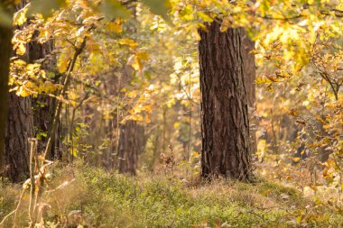 Autumn landscape, trees in the forest, Kampinos National Park (Kampinoski Park Narodowy), Mazovia, Poland clipart