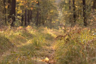 Ormanda sonbahar sabahı, Kampinos Ulusal Parkı (Kampinoski Park Narodowy), Mazovia, Polonya