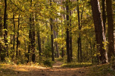 Güzel sonbahar ormanı, Kampinos Ulusal Parkı (Kampinoski Park Narodowy), Mazovia, Polonya