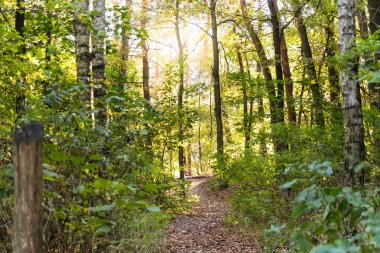 Kampinos Milli Parkı (Kampinoski Park Narodowy), Mazovia, Polonya