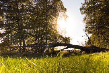 Yazın güzel bir orman, Kampinos Ulusal Parkı (Kampinoski Park Narodowy), Mazovia, Polonya