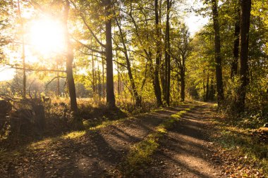 Kampinos Milli Parkı (Kampinoski Park Narodowy), Mazovia, Polonya