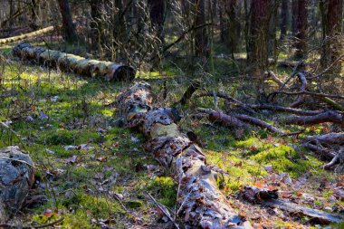 Ağaçlı ve ormanlı güzel sonbahar manzarası, Kampinos Ulusal Parkı (Kampinoski Park Narodowy), Mazovia, Polonya