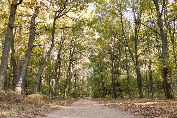 Kampinos Ulusal Parkı (Kampinoski Park Narodowy), Mazovia, Polonya