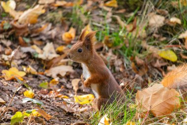 Polonya, Varşova 'daki Lazienki parkında yakalanan kırmızı sincabı yakından izleyin..