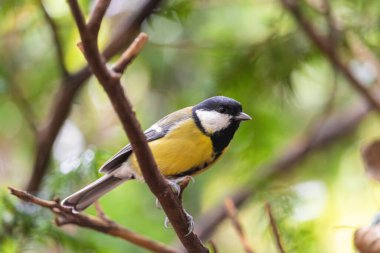 Beautiful portrait of a great tit. Titmouse in the nature, Warsaw, Poland