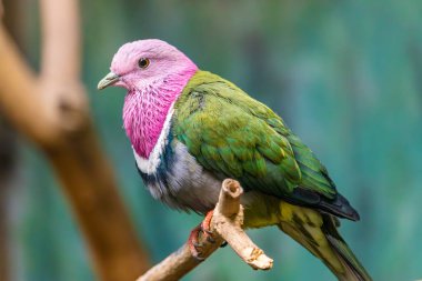 Kuş hayvanat bahçesinde, Varşova, Polonya