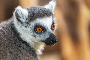 Lemur hayvanat bahçesinde, Varşova, Polonya