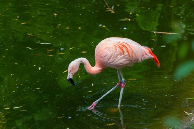 Flamingo, Varşova Hayvanat Bahçesi, Polonya