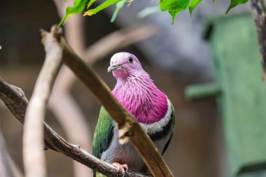 Kuş hayvanat bahçesinde, Varşova, Polonya