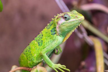 Hayvanat bahçesindeki kertenkele, Pock, Polonya