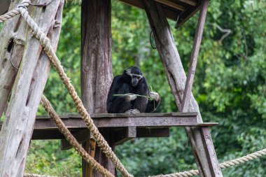 Hayvanat bahçesindeki maymun, Pock, Polonya