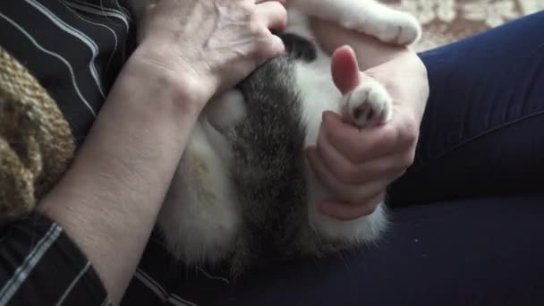 Multirakiální Kočka Sedí Kolečkách Dáma Uřízne Drápy Zadní Tlapy Domácí — Stock video