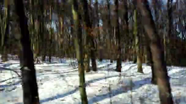 Fast Road Trip Woods High Speed Sky Seen Shifting Trees — Stockvideo