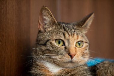 The multiracial cat has its eyes open and looks to the right. The animal with ruddy ears and long whiskers on a brown fuzzy background.