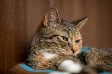 A sleeping cat with squinted eyes lies on its favorite bed. A pet hare with standing ears and long white whiskers.