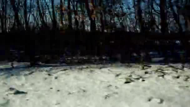 乗用車を運転しながら 木々や茂みをシフトすることによって見られる農業分野 車で冬の旅行 — ストック動画