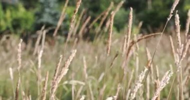 Stalks of mature grass sway in the wind. The foreground in the colors of green in quite a blur. A sunny day in the summer season.