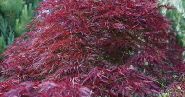 Ornamental trees for growing in the garden. A red maple sways in the breeze during the summer season on a sunny day.