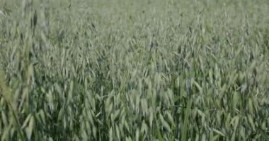 Oats are a crop often grown in agricultural fields. In late spring, seeds appear on the plants, which will wait for the sun to come to maturity in a few months.