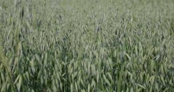 Havre Gröda Som Ofta Odlas Jordbruksmark Slutet Våren Dyker Frön — Stockvideo