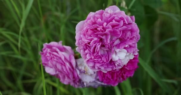 Abundant Inflorescence Wild Rose Moving Gusts Wind Blooming Pink Flower — Video Stock