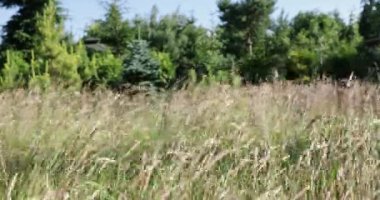 A strong summer wind sways the stems of mature grasses in a wild meadow. In the background, various species of green ornamental trees can be seen in a blur.