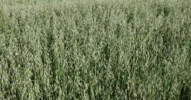 Growing oats in agricultural fields. A bushy and dense plant with visible immature oat ears on the eve of summer.