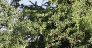 A gust of wind moves the branches of a larch tree on a sunny day. An ornamental tree with green needles during the full summer season.