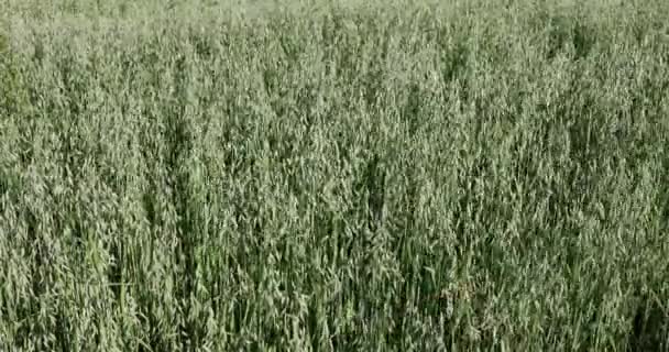 Haver Kweken Landbouwgebieden Een Bossige Dichte Plant Met Zichtbare Onrijpe — Stockvideo