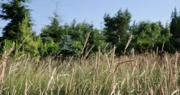 Wild Meadow Full Dense Grass Sways Gusts Summer Warm Wind — Stockvideo