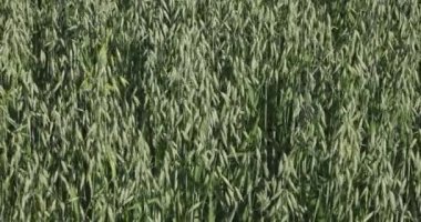 Immature oats on a close-up while the wind is blowing despite the sunny weather. Green ears of the crop.