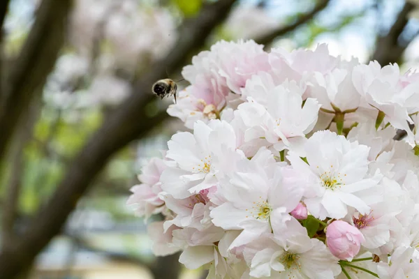 Der Beginn Eines Warmen Frühlings Eingefangen Auf Einem Blühenden Baum — Stockfoto