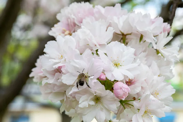Eine Frühlingsszene Die Zeigt Wie Eine Biene Nektar Aus Einer — Stockfoto