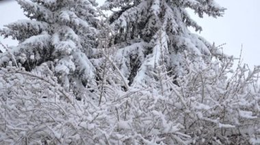Kış gününde yoğun kar yağışı. Düşen kar, ağaçlara ve çalılara yerleşir. Soğuk bir günde kışın manzarasını seyretmek.