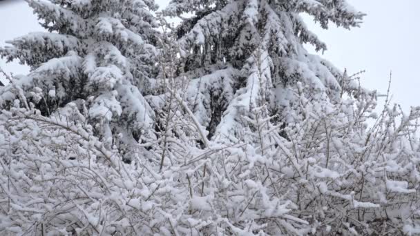 冬の日に激しい降雪 秋の雪の木や低木に定住した 寒い日に冬の風景を見る — ストック動画