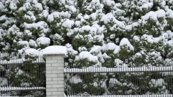 Спостерігаючи Зимовим Пейзажем Сніг Сильно Падає Осідає Деревах Сильний Вітер — стокове відео