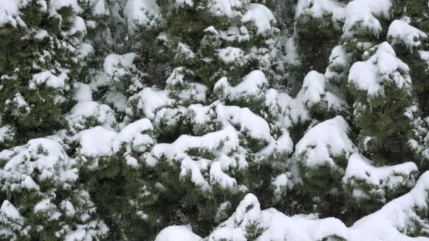 針葉樹のクローズアップビューです 枝は雪の重さで曲がっています 冬の風景の観察 木の枝は雪の層で覆われている 豪雪地帯 — ストック動画
