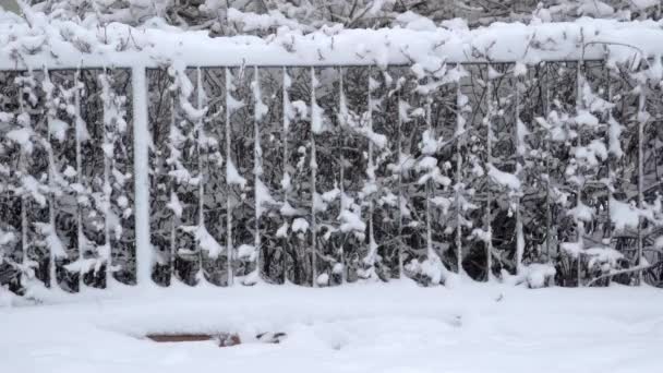Товстий Шар Снігу Лежить Газоні Тротуарі Холодний Сезон Його Зима — стокове відео