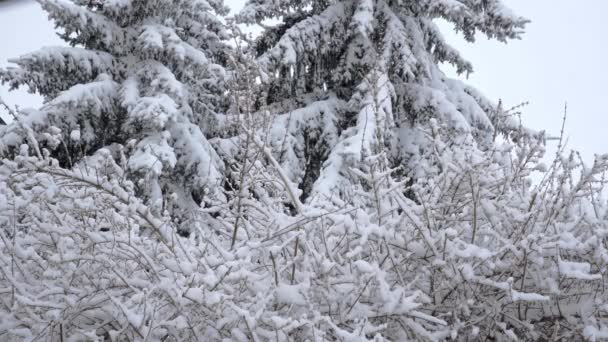 寒い日に冬の風景を見る 冬の日に激しい降雪 木や低木に降り積もる雪 — ストック動画