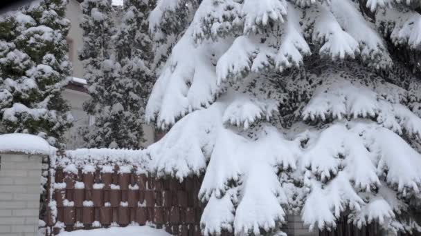 家の前で雪のドリフト 冬の日はよく雪が降った 日中は豪雪 木々や柵の上に雪が降り積もっている — ストック動画