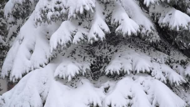 一张针叶树的特写 树枝上覆盖着一层雪 树枝在雪的重压下弯着 冬日下大雪 对冬季的观察 — 图库视频影像