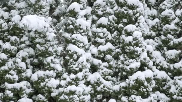 枝は雪の重さで曲がっています 針葉樹のクローズアップビューです 木の枝は雪の層で覆われている 冬の日に激しい降雪 冬の観察 — ストック動画