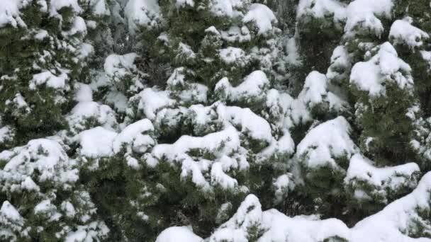 冬の日に激しい降雪 針葉樹のクローズアップビューです 枝は雪の重さで曲がっています 冬の風景の観察 木の枝は一本の木で覆われている — ストック動画