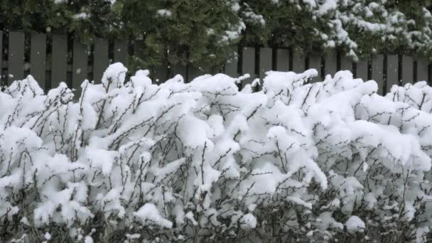 手前に小花の低木が見える 低木は雪の厚い層で覆われていた 背景には低い柵がある 雪は至る所に降っている 激しい吹雪があります 一の観察 — ストック動画