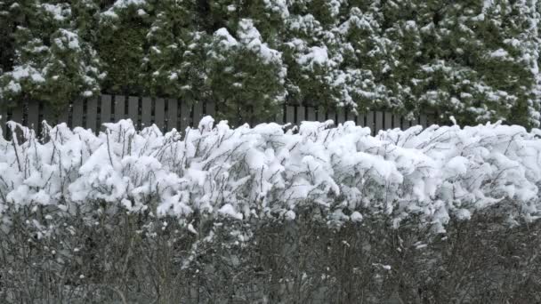 Blizzard Intense Observation Paysage Hivernal Arbuste Sans Feuilles Est Visible — Video