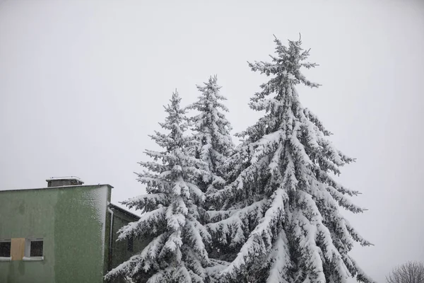 침엽수의 보이는 녹색으로 주거용 건물의한 모퉁이 겨울에는 내린다 지역에 눈내리는 — 스톡 사진