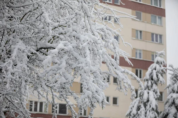 stock image In the foreground visible tree branches covered with snow. In the background a blurred section of a multi-family residential building. The block is colored in yellow and maroon.