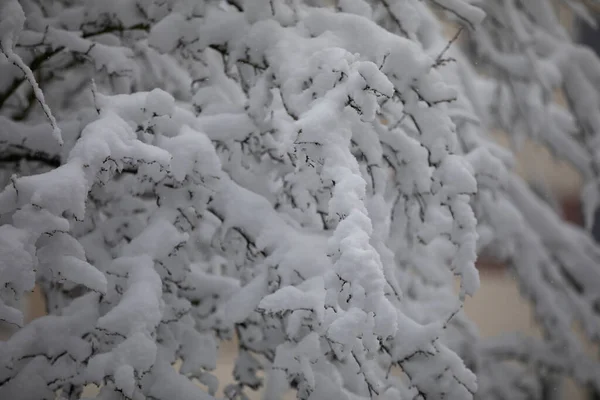 Bardzo Zbliżenie Gałęziach Bezlistnego Drzewa Pokrytego Grubą Warstwą Świeżego Śniegu — Zdjęcie stockowe