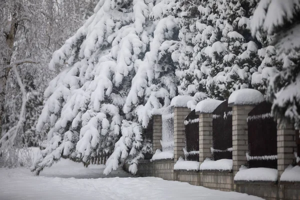針葉樹の枝は雪の重みから曲がります 落下する雪は木 フェンスに定着し 雪のドリフトを形成します 冬の気象条件は難しい — ストック写真